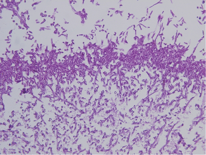 Fig. 5.